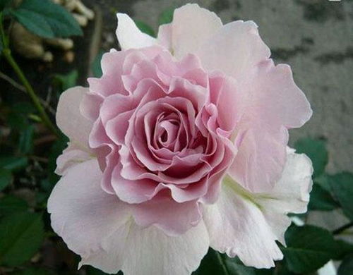 三款花中精品，小巧可愛(ài)、四季開(kāi)花的水果盆栽
