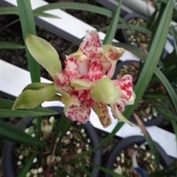 四季常開(kāi)的極品奇花——水果香蘭，帶兩大芽的養(yǎng)護(hù)指南