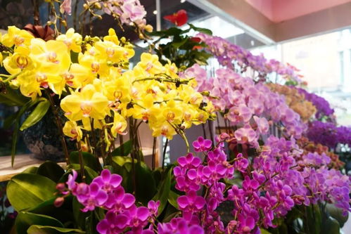 閔行兩大花卉市場 高端平價款花植與鮮果一站式體驗(yàn)